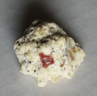 Drupa elegans, Broderip & Sowerby, 1829